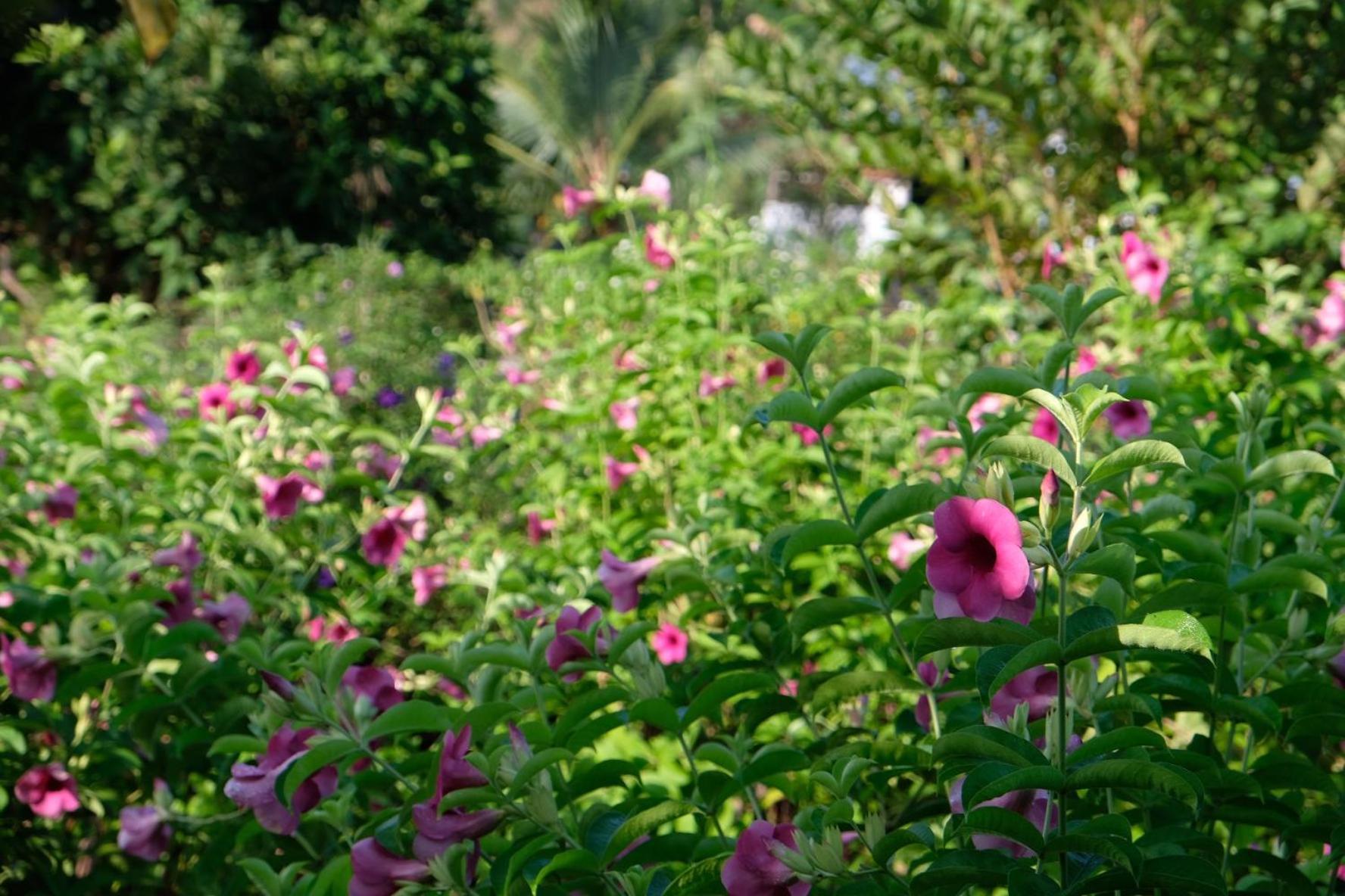 Bungalow - Farmstay Hoa Rung U Minh Cà Mau Екстериор снимка